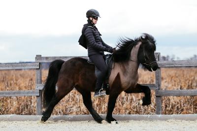 Zorró frá Heiðarlandi