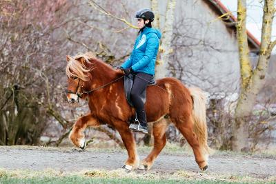 Samson frá Heiðarlandi